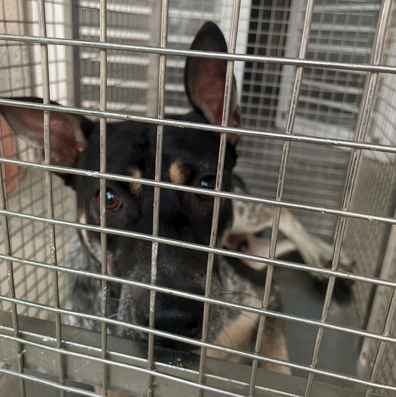 嘉義市動物保護教育園區,編號:448024, 混種犬          