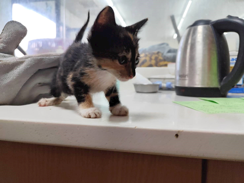 高雄市燕巢動物保護關愛園區,編號:464581, 混種貓                 