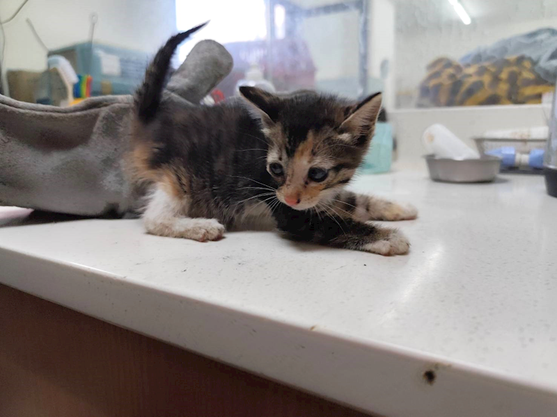 高雄市燕巢動物保護關愛園區,編號:464582, 混種貓                 