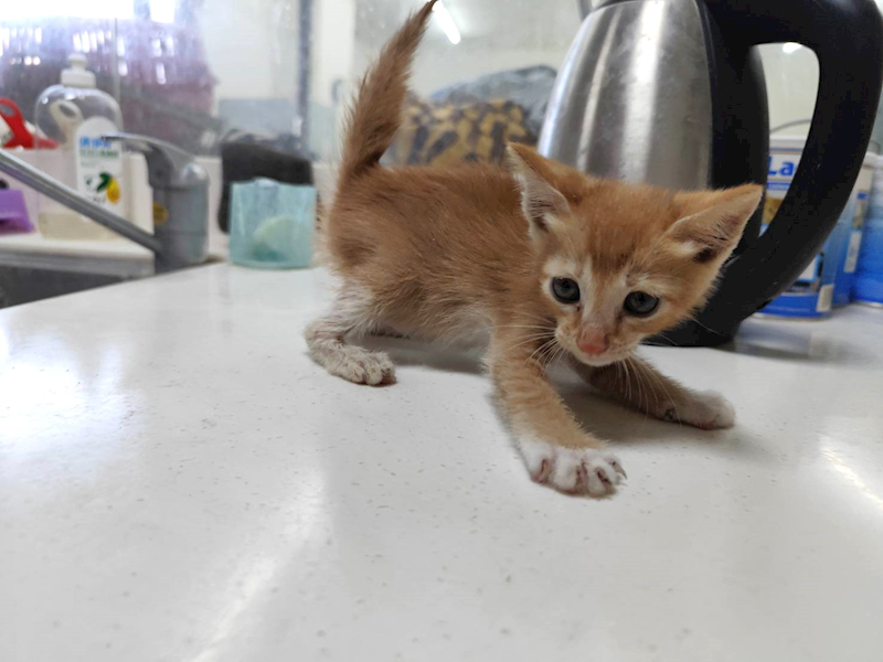 高雄市燕巢動物保護關愛園區,編號:464583, 混種貓                 