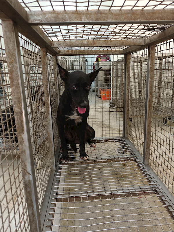 嘉義縣動物保護教育園區,編號:377757, 混種犬          