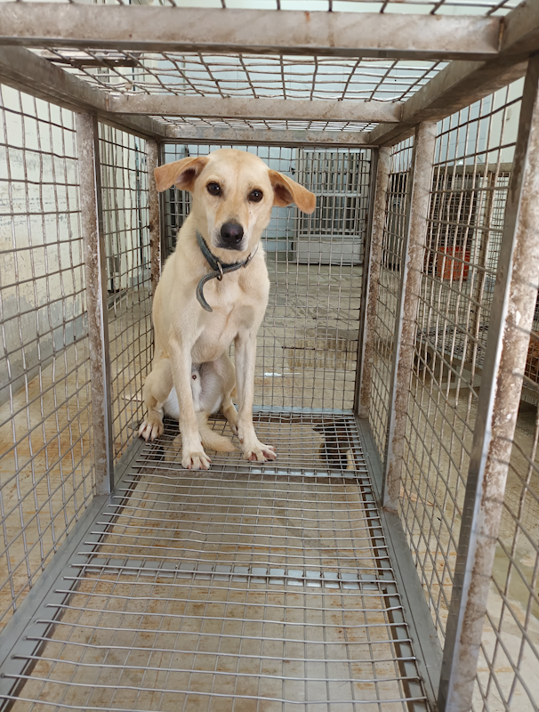 嘉義縣動物保護教育園區,編號:463319, 混種犬          