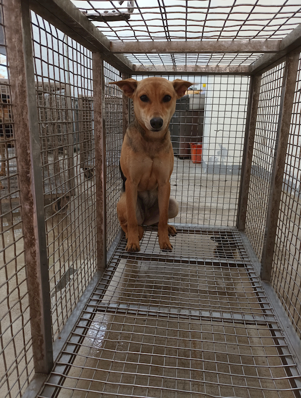 嘉義縣動物保護教育園區,編號:443320, 混種犬          