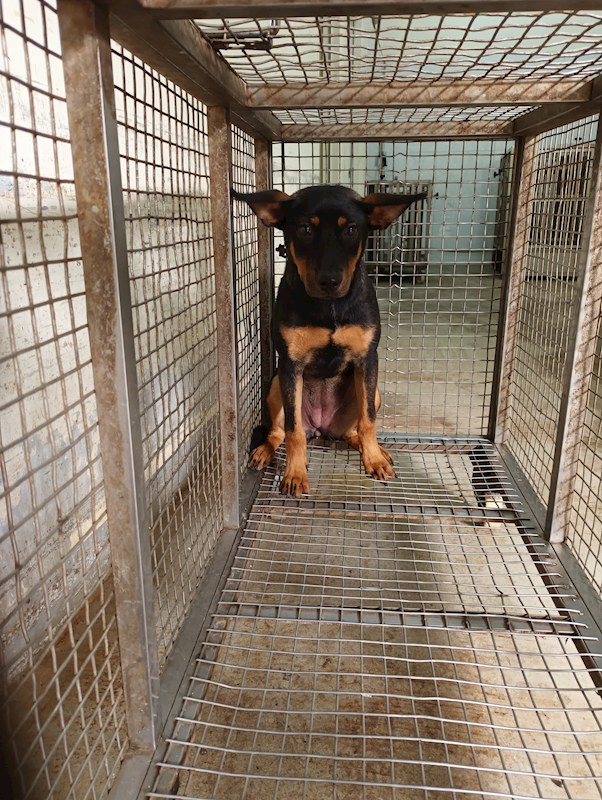 嘉義縣動物保護教育園區,編號:452658, 混種犬          