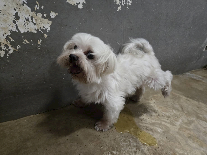 新竹市動物保護教育園區,編號:464856, 瑪爾濟斯犬           