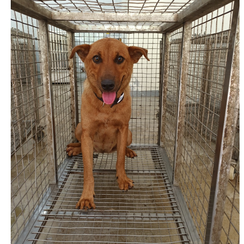 嘉義縣動物保護教育園區,編號:415238, 混種犬          