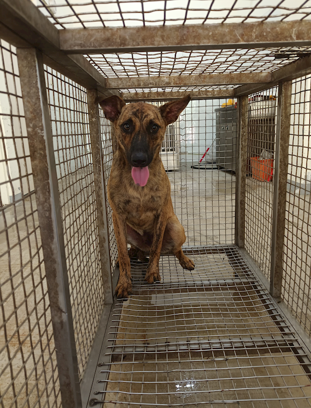 嘉義縣動物保護教育園區,編號:416194, 混種犬          