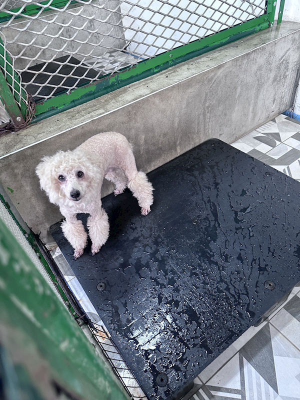 苗栗縣動物保護教育園區,編號:464864, 貴賓犬        