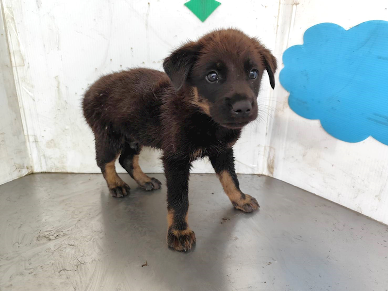 高雄市燕巢動物保護關愛園區,編號:464597, 混種犬          