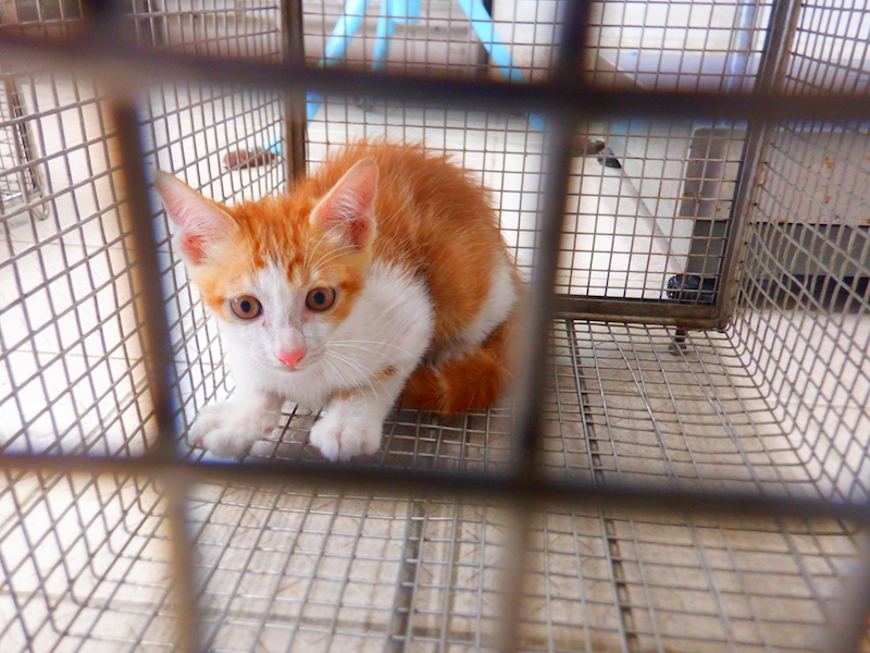南投縣公立動物收容所,編號:464701, 混種貓                 
