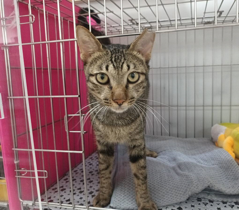 新北市板橋區公立動物之家,編號:464707, 混種貓                 