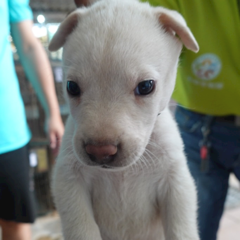 臺南市動物之家灣裡站,編號:455450, 混種犬          