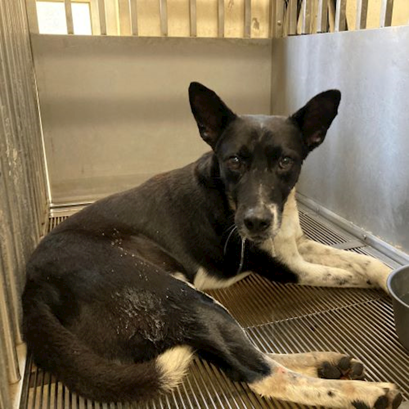 桃園市動物保護教育園區,編號:402431, 混種犬          