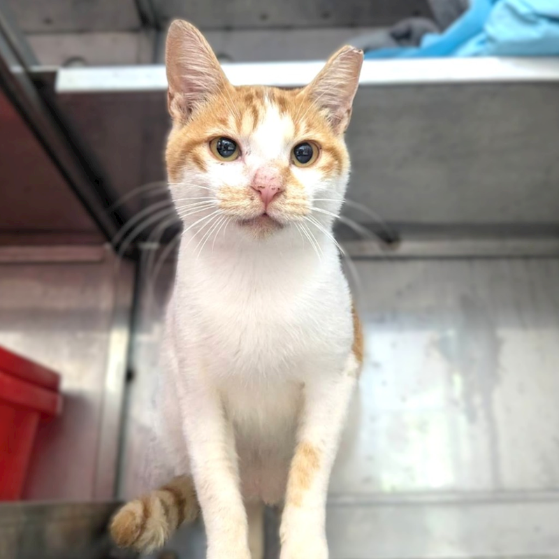 新竹縣動物保護教育園區,編號:464355, 混種貓                 