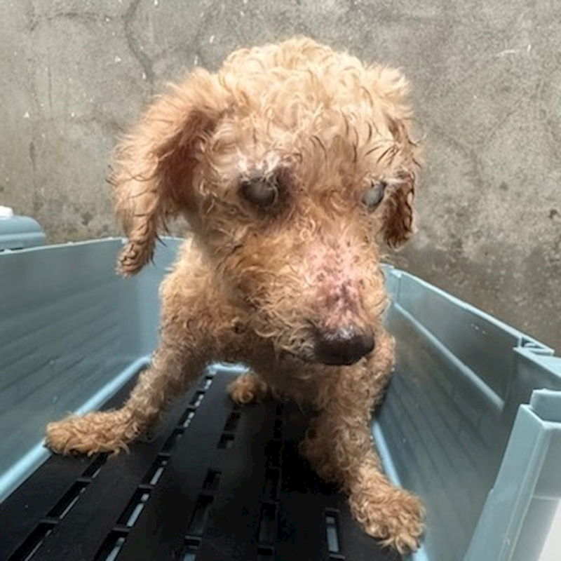 基隆市寵物銀行,編號:453687, 貴賓犬        