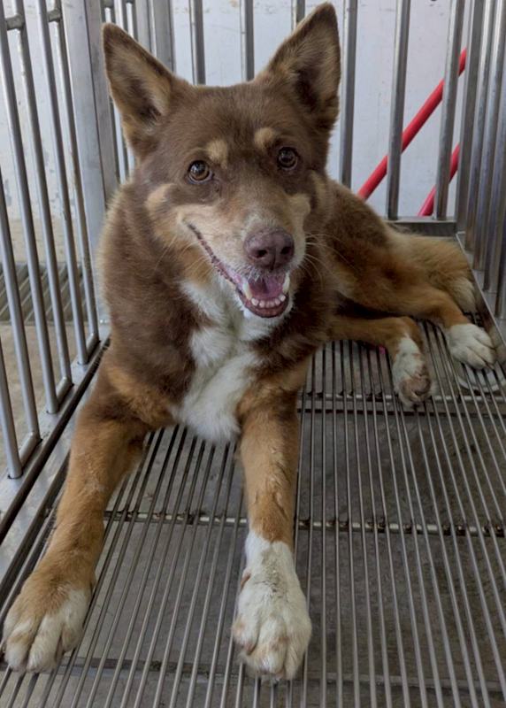 花蓮縣狗貓躍動園區,編號:453520, 混種犬          