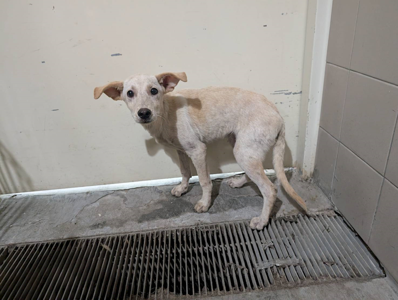 高雄市燕巢動物保護關愛園區,編號:441039, 混種犬          