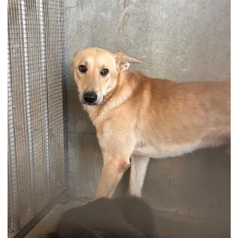 澎湖縣流浪動物收容中心,編號:454009, 混種犬          
