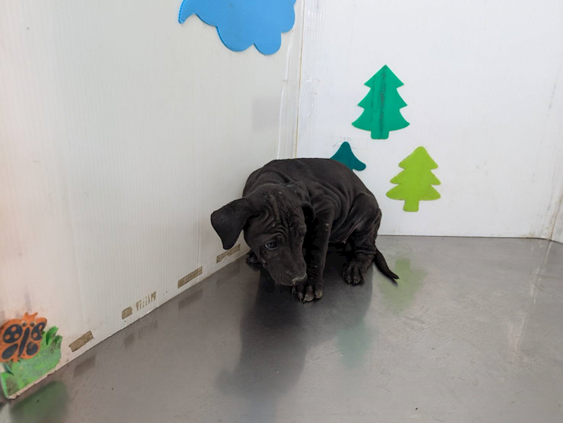 高雄市燕巢動物保護關愛園區,編號:422730, 混種犬          