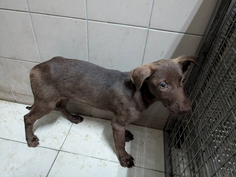 高雄市燕巢動物保護關愛園區,編號:423466, 混種犬          