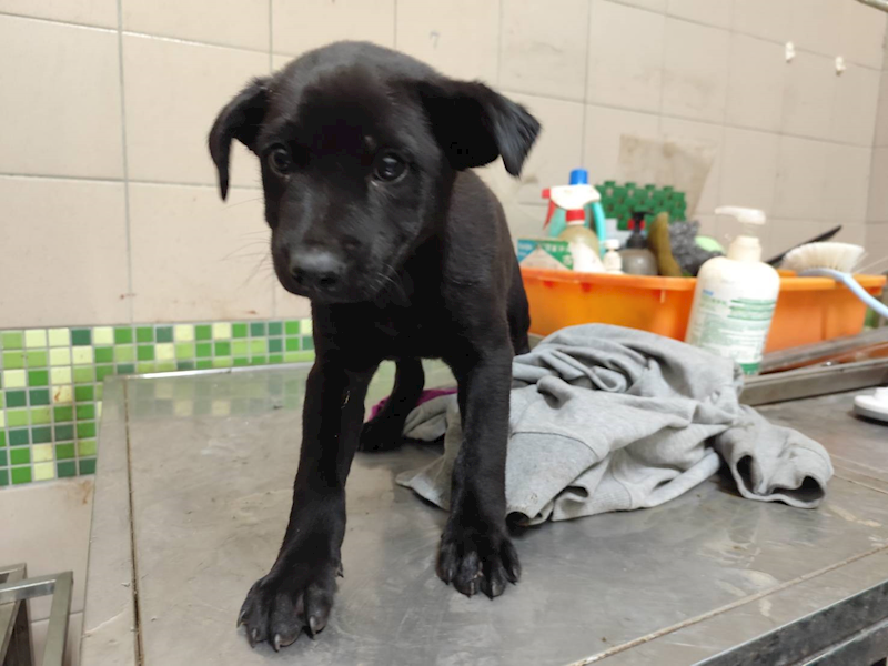 高雄市燕巢動物保護關愛園區,編號:423477, 混種犬          