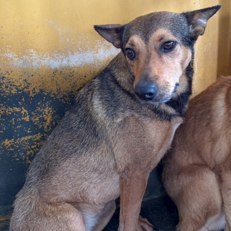 澎湖縣流浪動物收容中心,編號:450706, 混種犬          