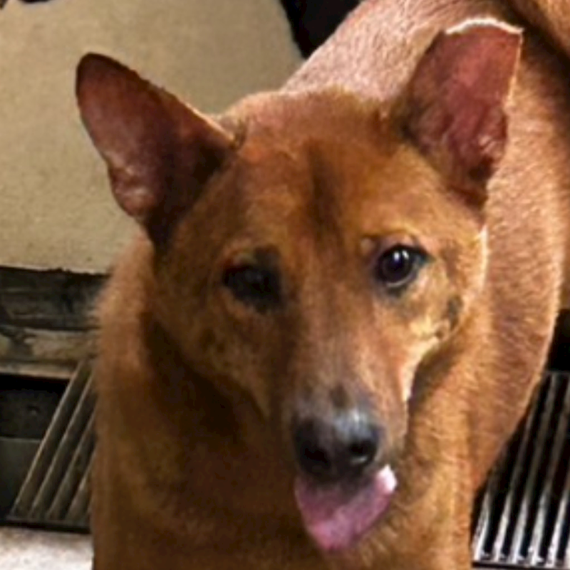 澎湖縣流浪動物收容中心,編號:295642, 混種犬          