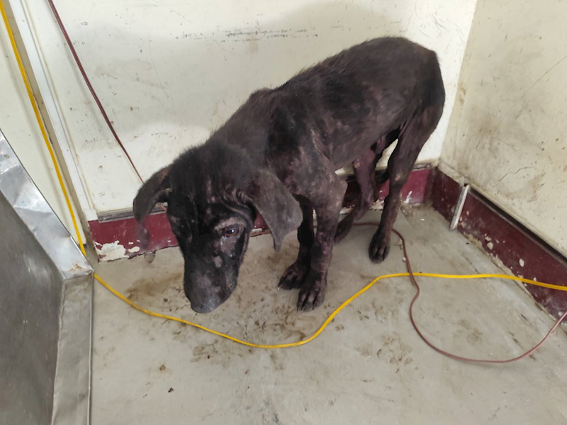 高雄市燕巢動物保護關愛園區,編號:423474, 混種犬          