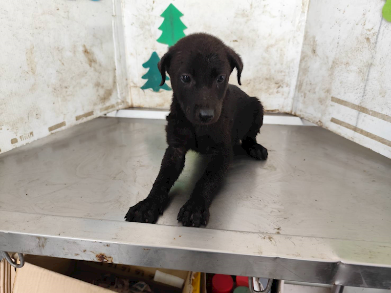 高雄市燕巢動物保護關愛園區,編號:423482, 混種犬          