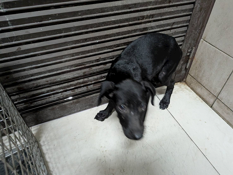 高雄市燕巢動物保護關愛園區,編號:423486, 混種犬          