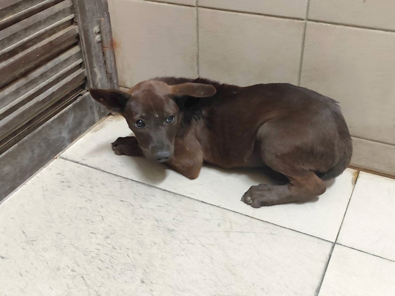高雄市燕巢動物保護關愛園區,編號:465039, 混種犬          