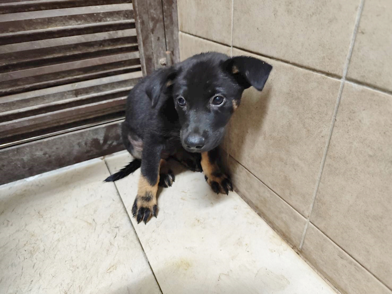 高雄市燕巢動物保護關愛園區,編號:465037, 混種犬          