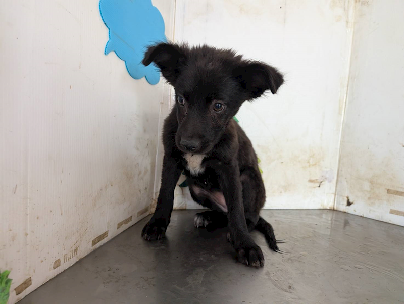 高雄市燕巢動物保護關愛園區,編號:465036, 混種犬          