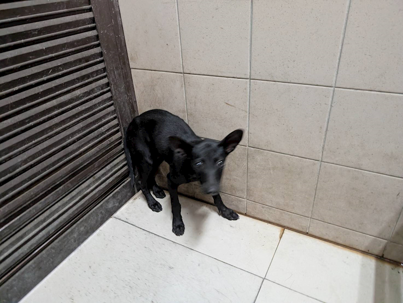 高雄市燕巢動物保護關愛園區,編號:465034, 混種犬          