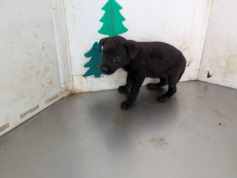 高雄市燕巢動物保護關愛園區,編號:465033, 混種犬          