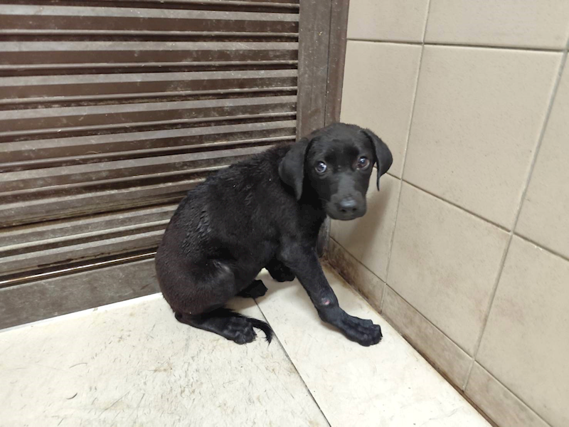 高雄市燕巢動物保護關愛園區,編號:465032, 混種犬          
