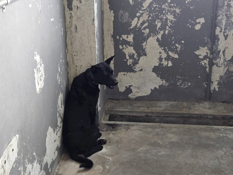 新竹市動物保護教育園區,編號:459706, 混種犬          