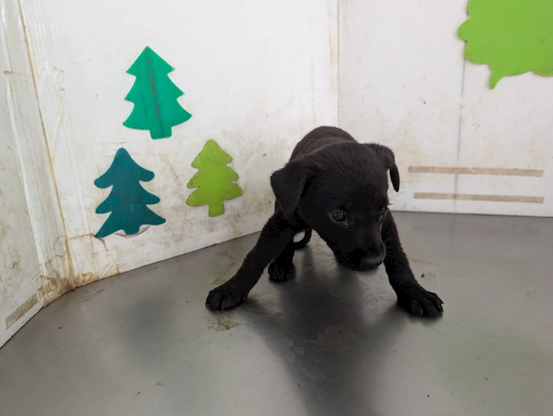 高雄市燕巢動物保護關愛園區,編號:465029, 混種犬          