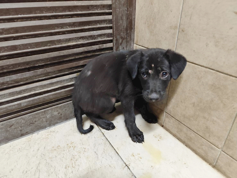 高雄市燕巢動物保護關愛園區,編號:465027, 混種犬          