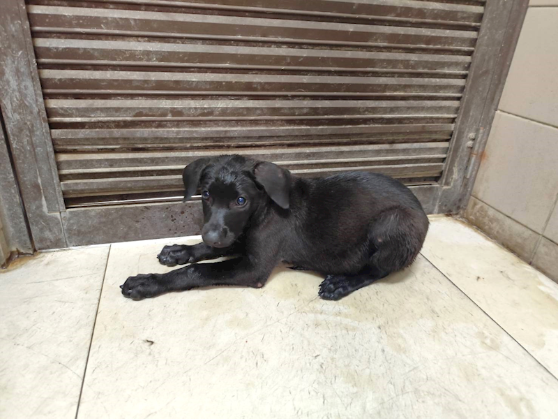 高雄市燕巢動物保護關愛園區,編號:465025, 混種犬          