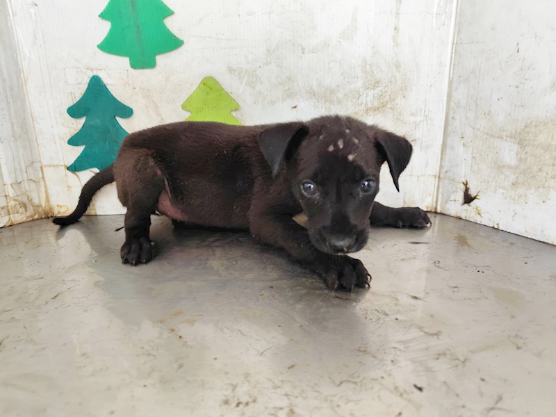 高雄市燕巢動物保護關愛園區,編號:465023, 混種犬          