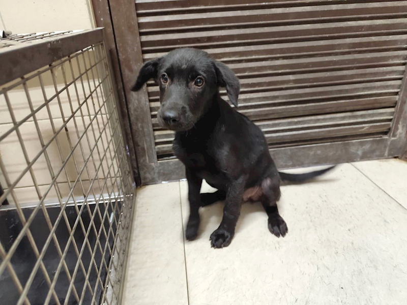 高雄市燕巢動物保護關愛園區,編號:465022, 混種犬          