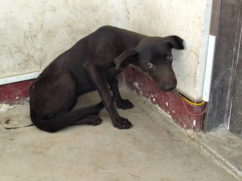 高雄市燕巢動物保護關愛園區,編號:465021, 混種犬          