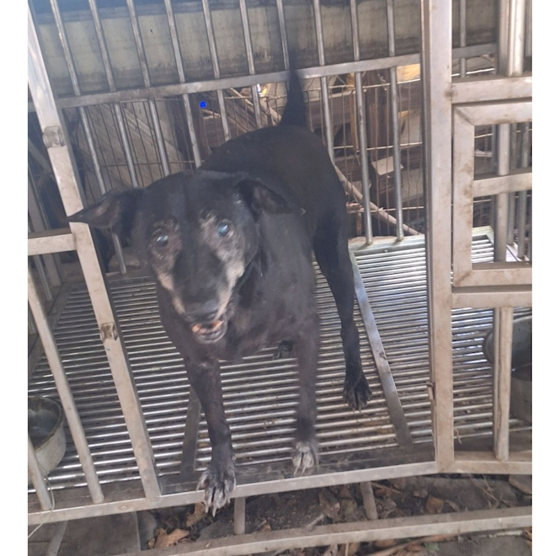 雲林縣流浪動物收容所,編號:201800, 混種犬          