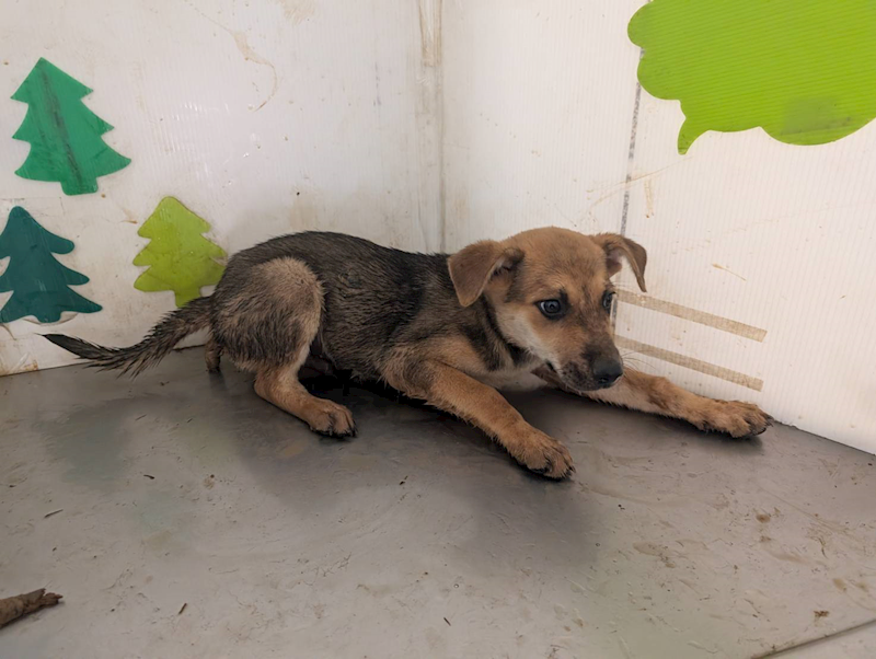 高雄市燕巢動物保護關愛園區,編號:457646, 混種犬          