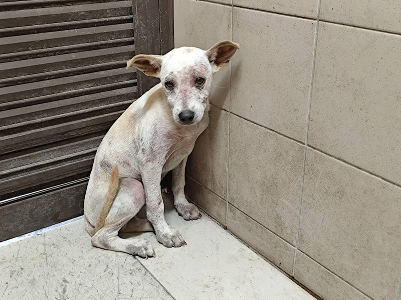 高雄市燕巢動物保護關愛園區,編號:431470, 混種犬          
