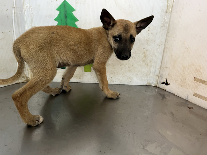 高雄市燕巢動物保護關愛園區,編號:457647, 混種犬          