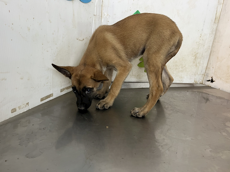 高雄市燕巢動物保護關愛園區,編號:457654, 混種犬          
