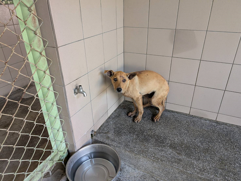 高雄市燕巢動物保護關愛園區,編號:457658, 混種犬          