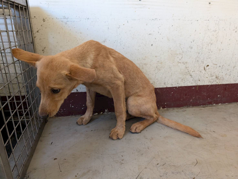 高雄市燕巢動物保護關愛園區,編號:441051, 混種犬          